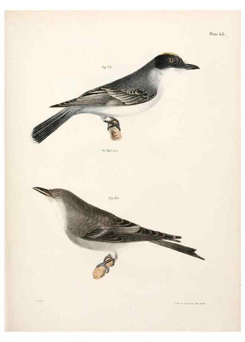 Reproducción/Reproduction 7894669576: Zoology of New York;. Albany :W. & A. White & J. Visscher :1842-44.