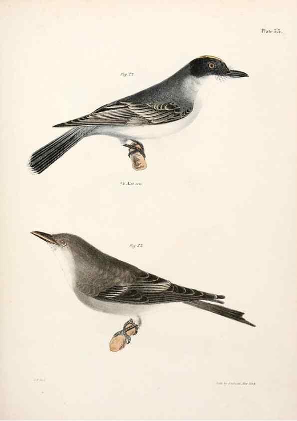 Reproducción/Reproduction 7894669576: Zoology of New York;. Albany :W. & A. White & J. Visscher :1842-44.