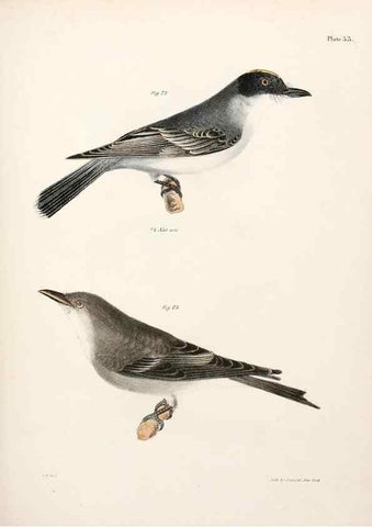 Reproducción/Reproduction 7894669576: Zoology of New York;. Albany :W. & A. White & J. Visscher :1842-44.