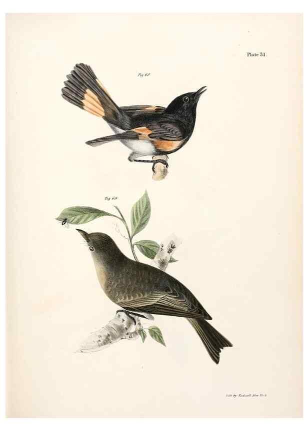 Reproducción/Reproduction 7894667670: Zoology of New York;. Albany :W. & A. White & J. Visscher :1842-44.