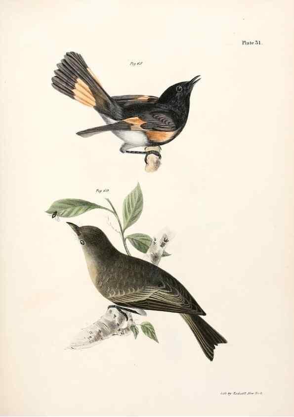 Reproducción/Reproduction 7894667670: Zoology of New York;. Albany :W. & A. White & J. Visscher :1842-44.