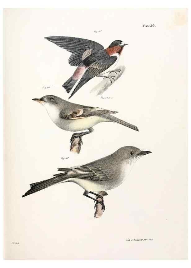 Reproducción/Reproduction 7894666928: Zoology of New York;. Albany :W. & A. White & J. Visscher :1842-44.