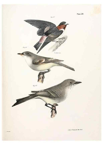 Reproducción/Reproduction 7894666928: Zoology of New York;. Albany :W. & A. White & J. Visscher :1842-44.