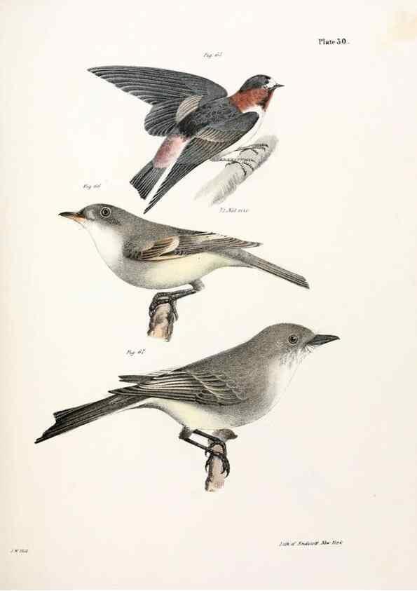 Reproducción/Reproduction 7894666928: Zoology of New York;. Albany :W. & A. White & J. Visscher :1842-44.