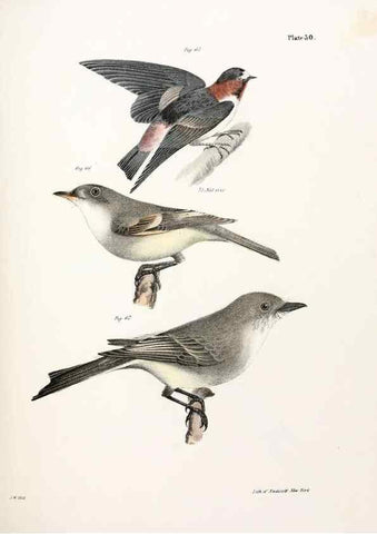 Reproducción/Reproduction 7894666928: Zoology of New York;. Albany :W. & A. White & J. Visscher :1842-44.