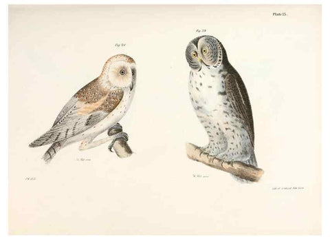 Reproducción/Reproduction 7894653646: Zoology of New York;. Albany :W. & A. White & J. Visscher :1842-44.