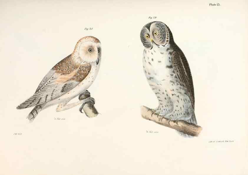 Reproducción/Reproduction 7894653646: Zoology of New York;. Albany :W. & A. White & J. Visscher :1842-44.