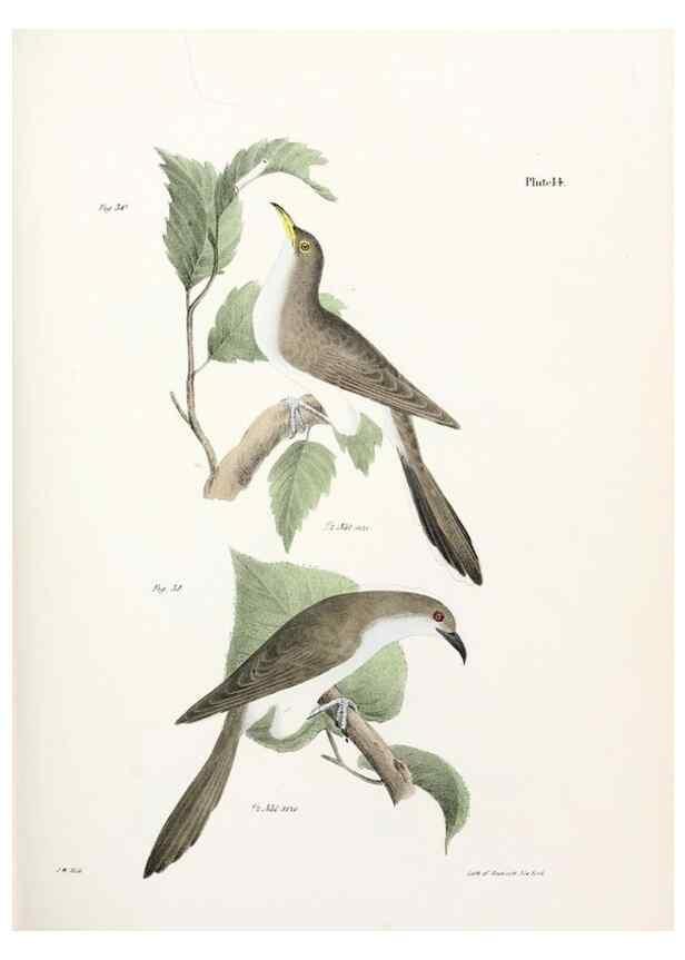 Reproducción/Reproduction 7894654300: Zoology of New York;. Albany :W. & A. White & J. Visscher :1842-44.