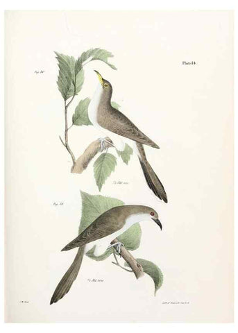 Reproducción/Reproduction 7894654300: Zoology of New York;. Albany :W. & A. White & J. Visscher :1842-44.