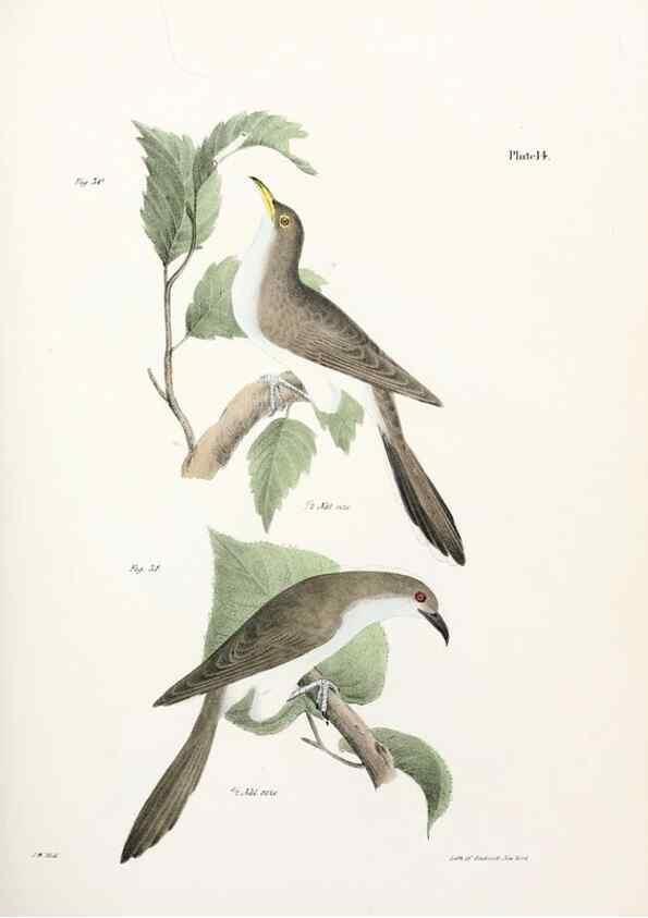 Reproducción/Reproduction 7894654300: Zoology of New York;. Albany :W. & A. White & J. Visscher :1842-44.