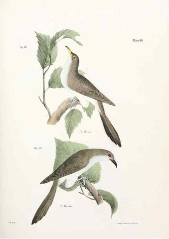 Reproducción/Reproduction 7894654300: Zoology of New York;. Albany :W. & A. White & J. Visscher :1842-44.