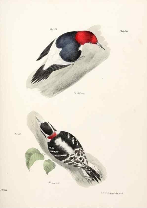 Reproducción/Reproduction 7894655814: Zoology of New York;. Albany :W. & A. White & J. Visscher :1842-44.