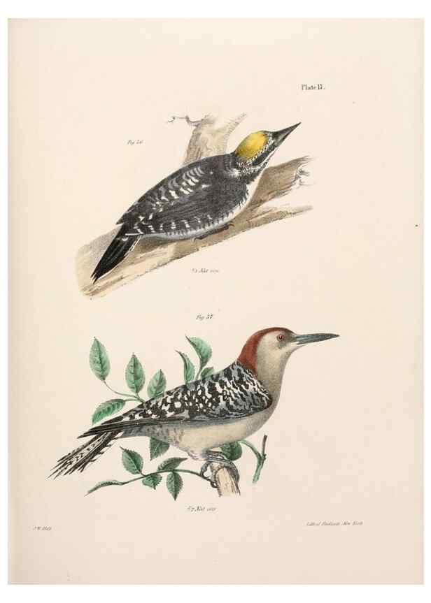Reproducción/Reproduction 7894657052: Zoology of New York;. Albany :W. & A. White & J. Visscher :1842-44.