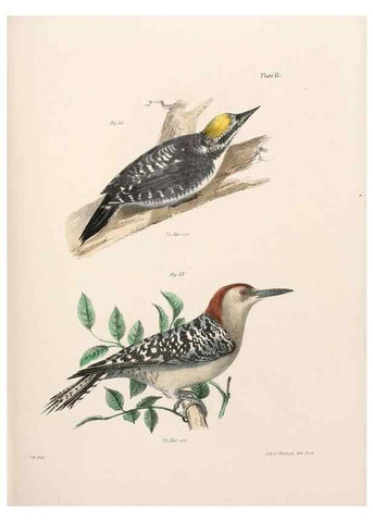 Reproducción/Reproduction 7894657052: Zoology of New York;. Albany :W. & A. White & J. Visscher :1842-44.