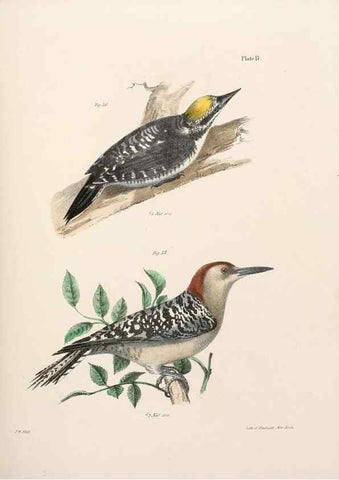 Reproducción/Reproduction 7894657052: Zoology of New York;. Albany :W. & A. White & J. Visscher :1842-44.