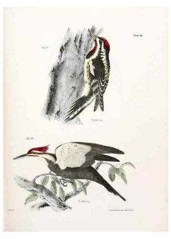 Reproducción/Reproduction 7894657830: Zoology of New York;. Albany :W. & A. White & J. Visscher :1842-44.