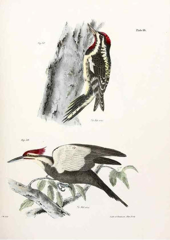 Reproducción/Reproduction 7894657830: Zoology of New York;. Albany :W. & A. White & J. Visscher :1842-44.