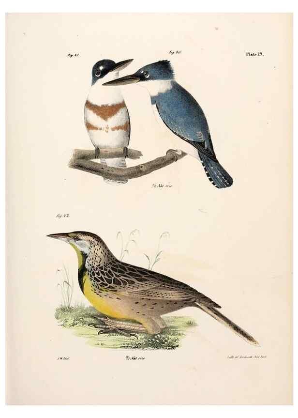 Reproducción/Reproduction 7894658582: Zoology of New York;. Albany :W. & A. White & J. Visscher :1842-44.
