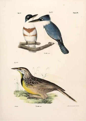 Reproducción/Reproduction 7894658582: Zoology of New York;. Albany :W. & A. White & J. Visscher :1842-44.