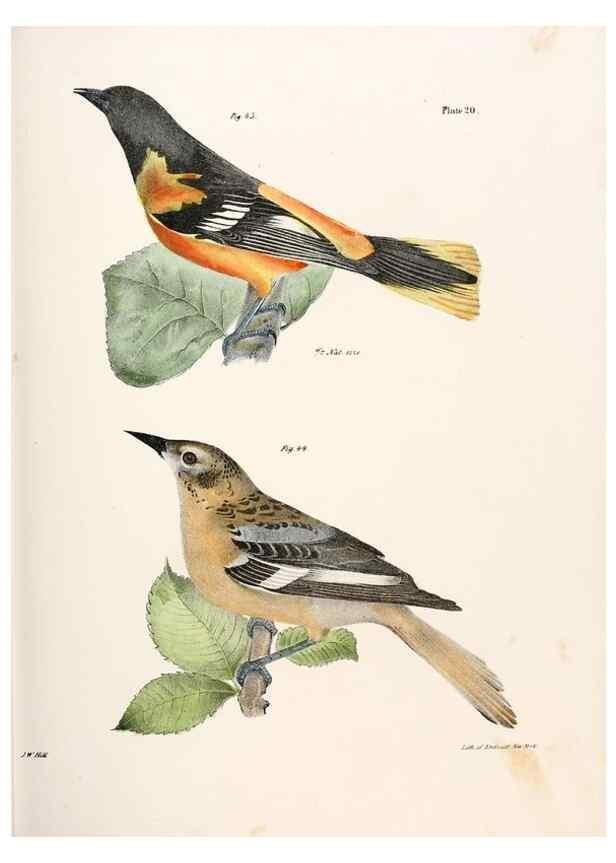 Reproducción/Reproduction 7894659390: Zoology of New York;. Albany :W. & A. White & J. Visscher :1842-44.