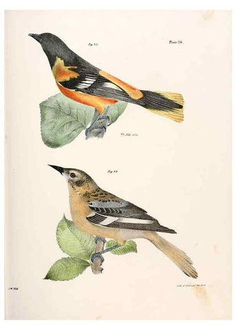 Reproducción/Reproduction 7894659390: Zoology of New York;. Albany :W. & A. White & J. Visscher :1842-44.