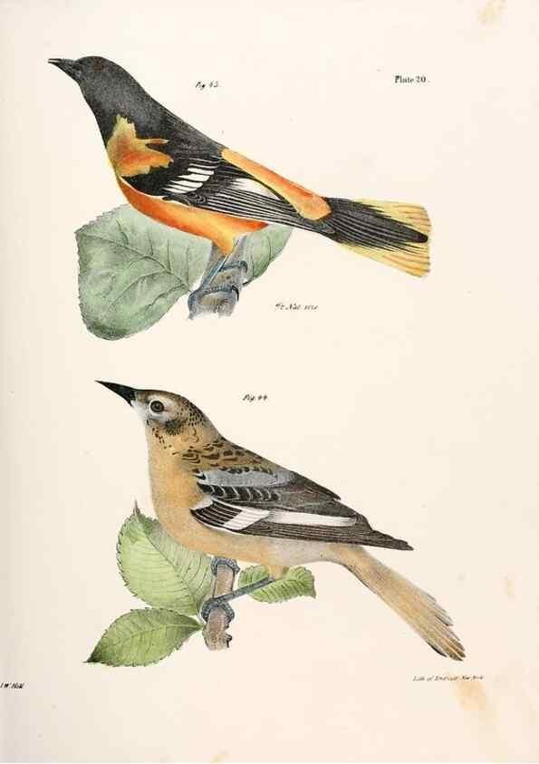 Reproducción/Reproduction 7894659390: Zoology of New York;. Albany :W. & A. White & J. Visscher :1842-44.