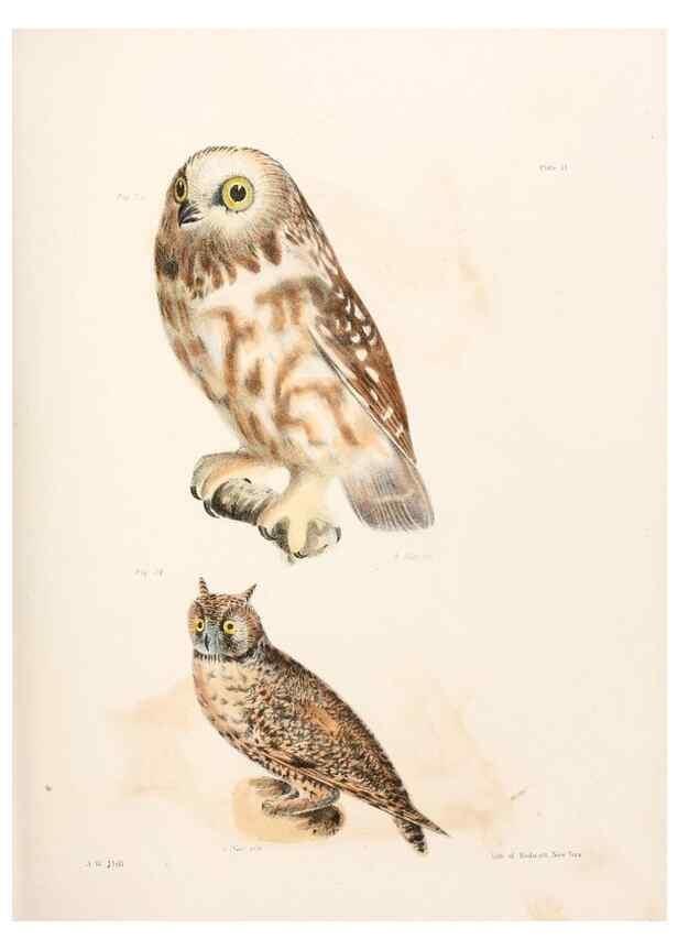 Reproducción/Reproduction 7894652150: Zoology of New York;. Albany :W. & A. White & J. Visscher :1842-44.