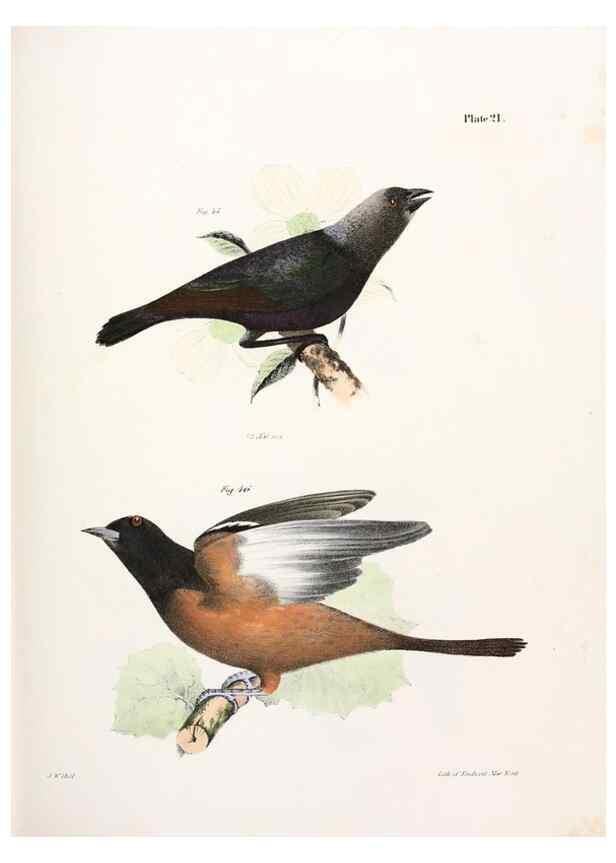 Reproducción/Reproduction 7894660270: Zoology of New York;. Albany :W. & A. White & J. Visscher :1842-44.