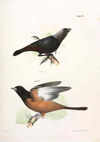 Reproducción/Reproduction 7894660270: Zoology of New York;. Albany :W. & A. White & J. Visscher :1842-44.