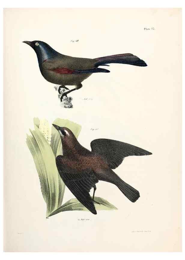 Reproducción/Reproduction 7894661694: Zoology of New York;. Albany :W. & A. White & J. Visscher :1842-44.