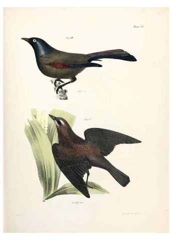 Reproducción/Reproduction 7894661694: Zoology of New York;. Albany :W. & A. White & J. Visscher :1842-44.