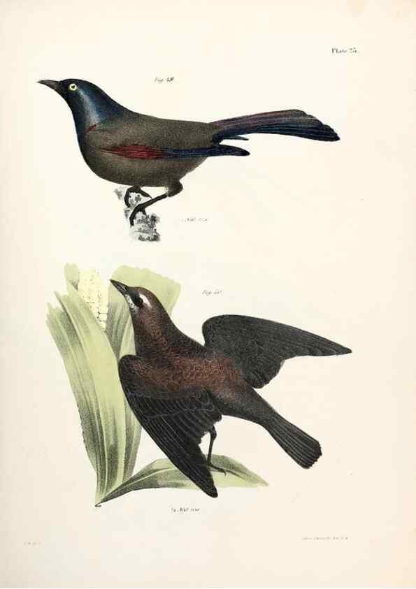 Reproducción/Reproduction 7894661694: Zoology of New York;. Albany :W. & A. White & J. Visscher :1842-44.