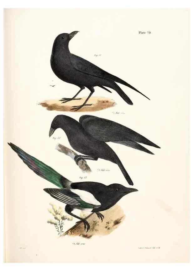 Reproducción/Reproduction 7894662446: Zoology of New York;. Albany :W. & A. White & J. Visscher :1842-44.