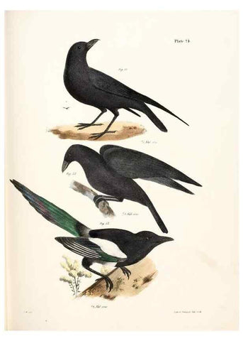Reproducción/Reproduction 7894662446: Zoology of New York;. Albany :W. & A. White & J. Visscher :1842-44.