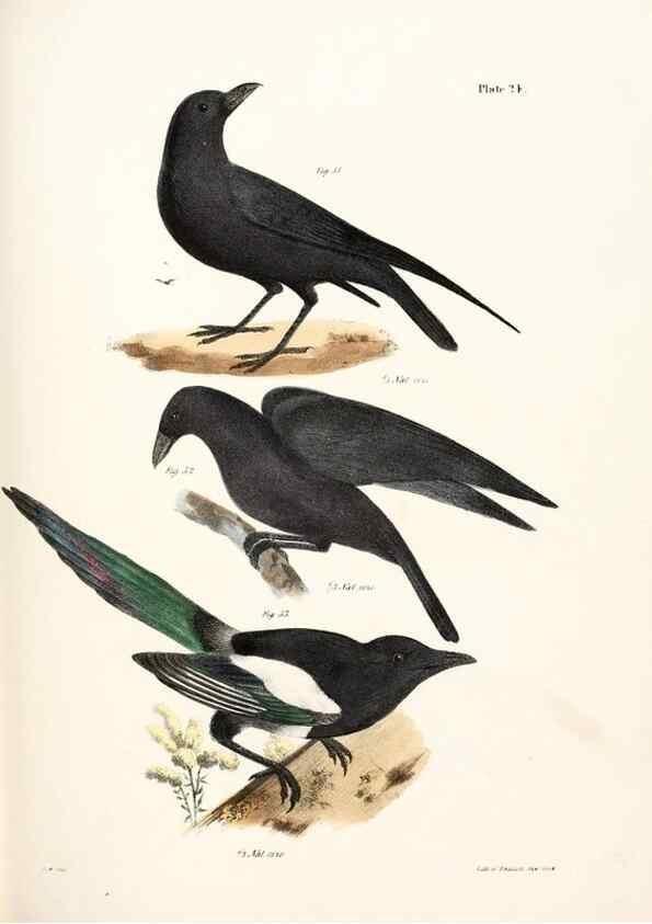 Reproducción/Reproduction 7894662446: Zoology of New York;. Albany :W. & A. White & J. Visscher :1842-44.