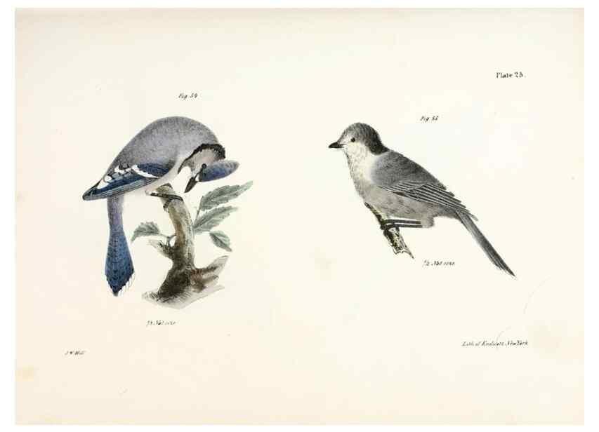 Reproducción/Reproduction 7894663598: Zoology of New York;. Albany :W. & A. White & J. Visscher :1842-44.