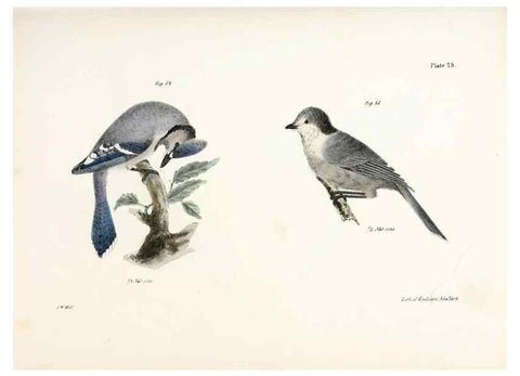 Reproducción/Reproduction 7894663598: Zoology of New York;. Albany :W. & A. White & J. Visscher :1842-44.
