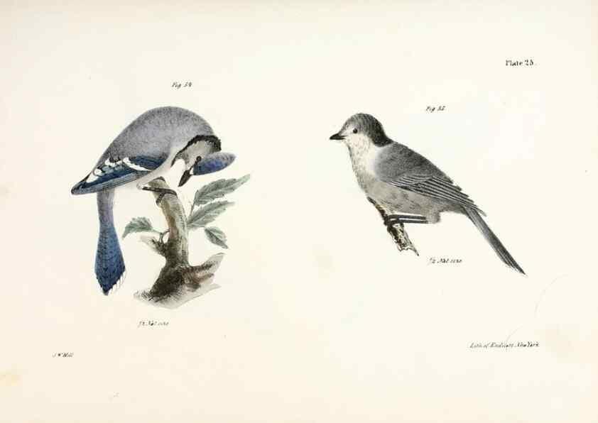 Reproducción/Reproduction 7894663598: Zoology of New York;. Albany :W. & A. White & J. Visscher :1842-44.
