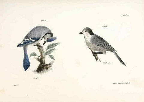 Reproducción/Reproduction 7894663598: Zoology of New York;. Albany :W. & A. White & J. Visscher :1842-44.