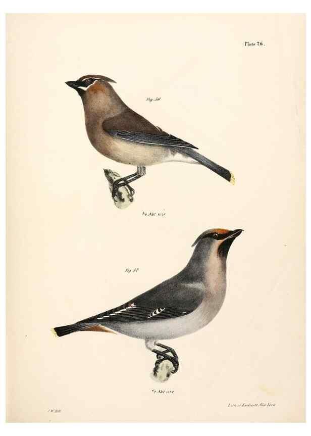 Reproducción/Reproduction 7894664280: Zoology of New York;. Albany :W. & A. White & J. Visscher :1842-44.