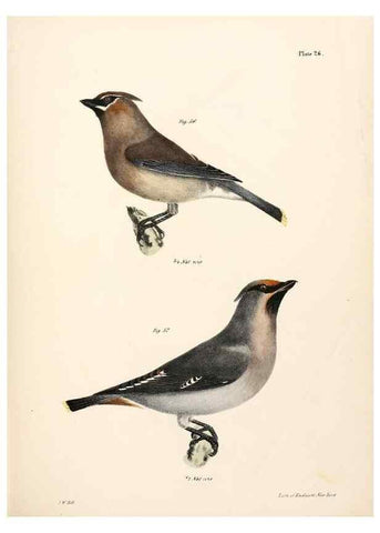 Reproducción/Reproduction 7894664280: Zoology of New York;. Albany :W. & A. White & J. Visscher :1842-44.
