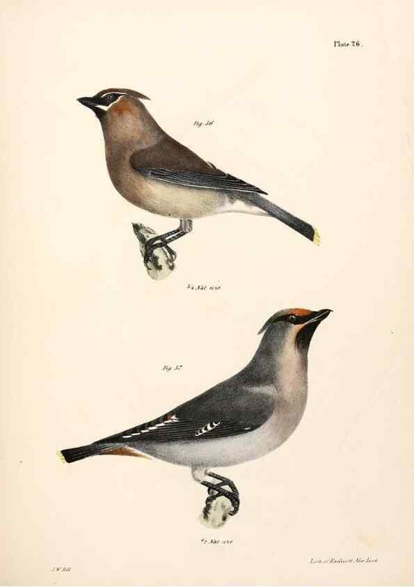 Reproducción/Reproduction 7894664280: Zoology of New York;. Albany :W. & A. White & J. Visscher :1842-44.
