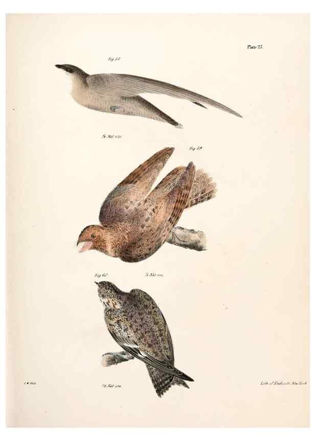 Reproducción/Reproduction 7894664946: Zoology of New York;. Albany :W. & A. White & J. Visscher :1842-44.
