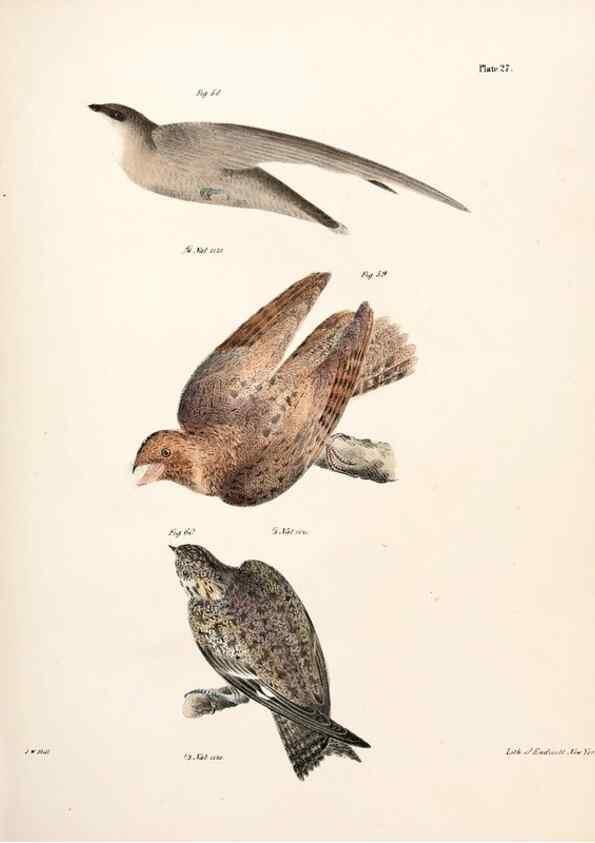 Reproducción/Reproduction 7894664946: Zoology of New York;. Albany :W. & A. White & J. Visscher :1842-44.