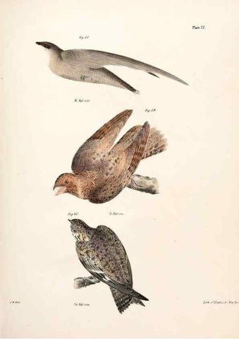 Reproducción/Reproduction 7894664946: Zoology of New York;. Albany :W. & A. White & J. Visscher :1842-44.