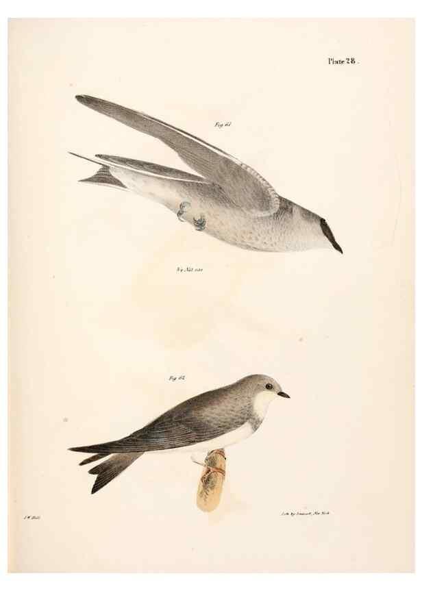 Reproducción/Reproduction 7894665650: Zoology of New York;. Albany :W. & A. White & J. Visscher :1842-44.