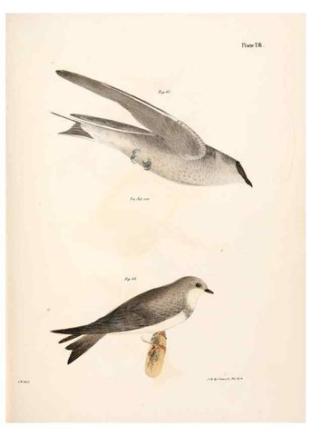 Reproducción/Reproduction 7894665650: Zoology of New York;. Albany :W. & A. White & J. Visscher :1842-44.