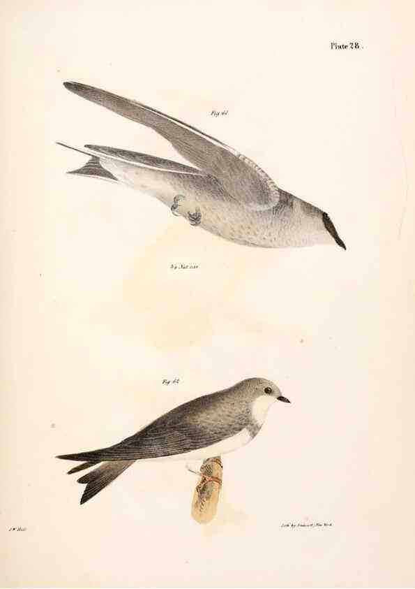 Reproducción/Reproduction 7894665650: Zoology of New York;. Albany :W. & A. White & J. Visscher :1842-44.