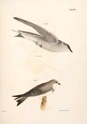 Reproducción/Reproduction 7894665650: Zoology of New York;. Albany :W. & A. White & J. Visscher :1842-44.