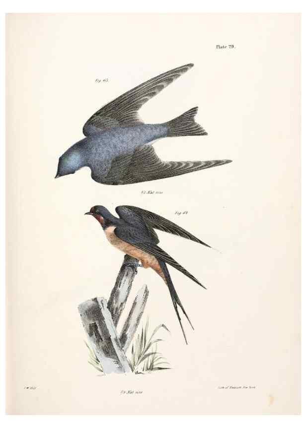Reproducción/Reproduction 7894666280: Zoology of New York;. Albany :W. & A. White & J. Visscher :1842-44.